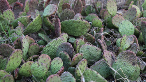 Cactus found in Iowa.