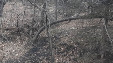 Leaning tree in the forest.