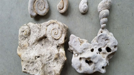 Marine fossils found in Iowa