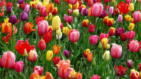 Field of tulips.