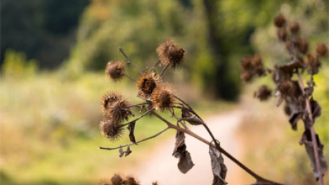 Burr along a path