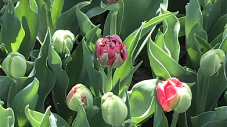 Tulips in bloom