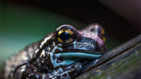 Up close picture of a frog.