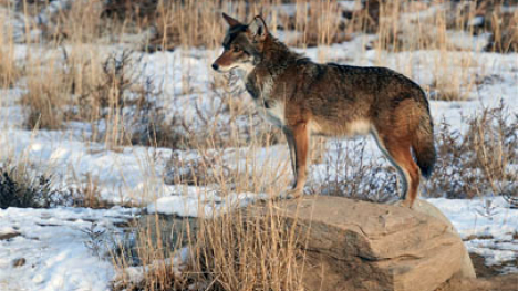 Image of a coyote standing on a rock.