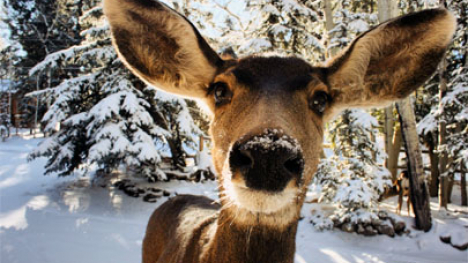 Up close image of a deer in the snow.