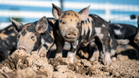 Piglets with different markings.