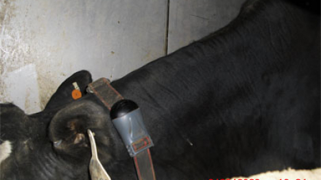 Cow with an RFID transmitter on it's collar.