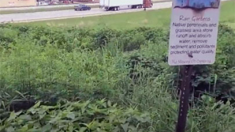Rain garden information sign near highway.