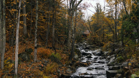 Stream with rocks of various sizes running through a forest.