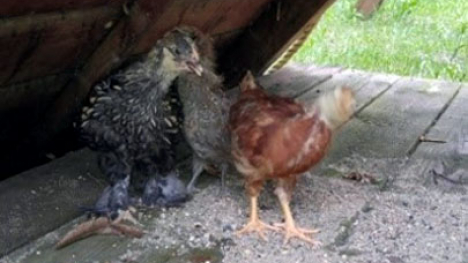 Young chickens in a chicken coop.