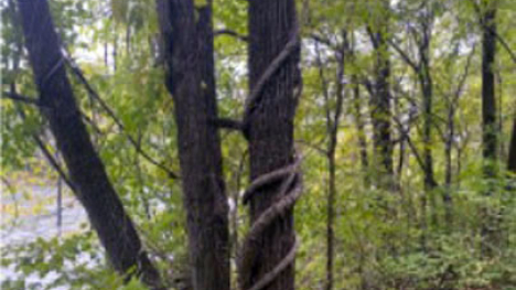 Bittersweet vine climbing an Iowa tree