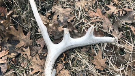 Deer antler on the ground