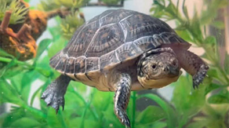 Blanding's turtle at Nahant Marsh