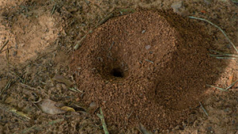 Anthill