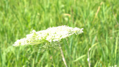 Queen Anne's Lace, invasive species.