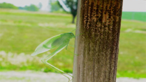 A katydid on a fence post.