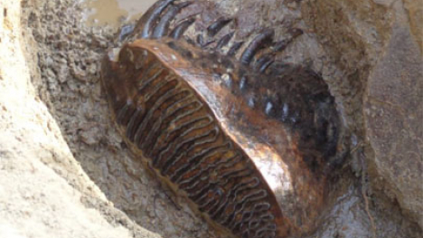 Fossilized wooly mammoth tooth