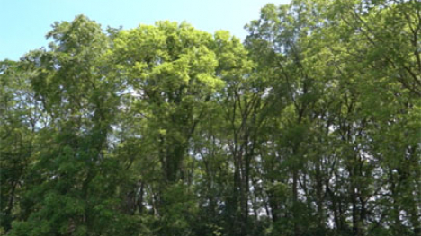 Central Iowa oak savanna.
