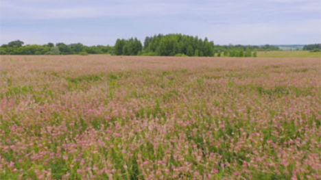 A restored prairie.