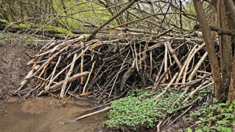 A beaver dam over a small creek in the woods.