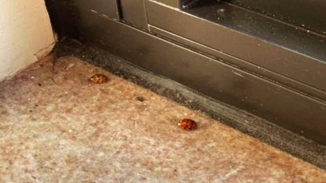 Ladybugs in a window sill.