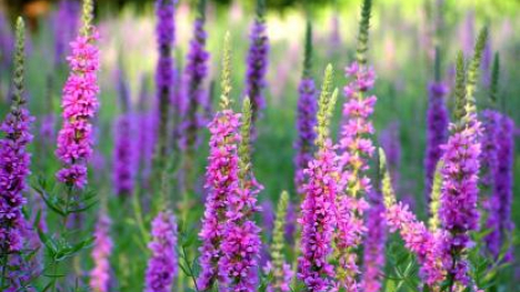 Image of purple loosestrife.