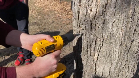 Image of person drilling into maple tree.