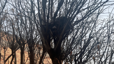 A squirrel nest in a tree with no leaves.
