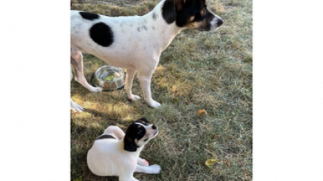 A white dog with black spots standing next to its offspring with similar coloring.