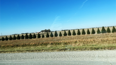 A row of coniferous trees along a field.
