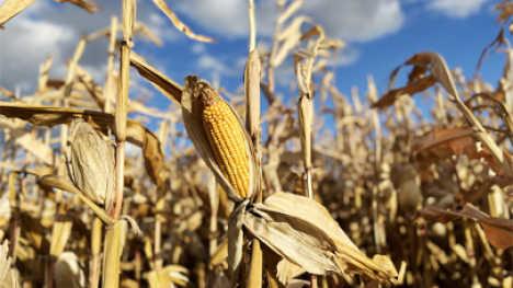 An ear of corn on a golden brown corn stalk in a field of golden brown corn stalks.