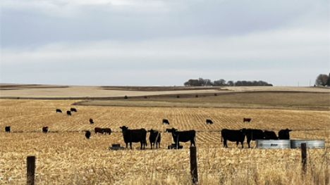 Black cows grazing in a field that has been harvested.