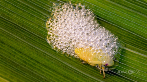 Image of a spittlebug.