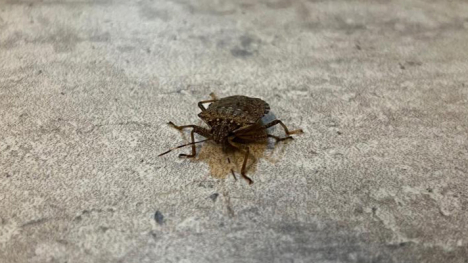 A close up view of a stink bug on a countertop.