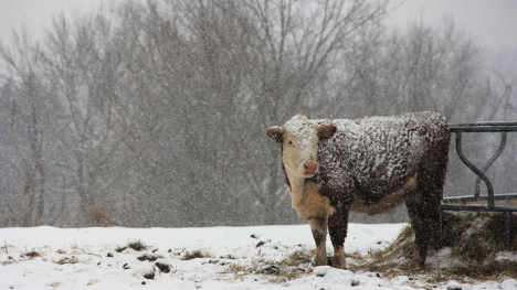 A cow outside in a snowstorm.