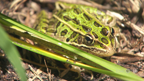 Image of a leopard frog.