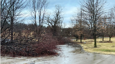 A grove of trees with some of them downed.