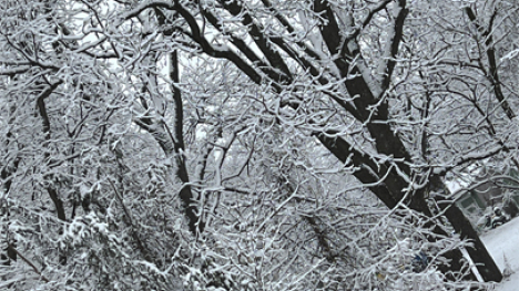 Snow covered trees.