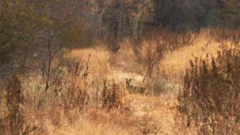 A brown coyote standing in an area with tan grasses and trees with brown leaves.