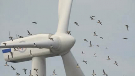image of a bird flock flying around a commercial wind turbine