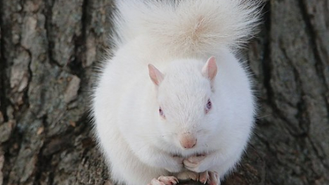 Image of an albino squirrel.
