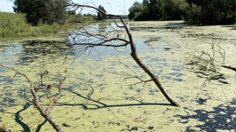 A pond filled with algae.