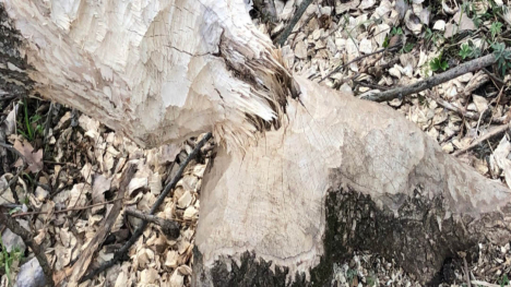 Image of fallen tree chewed by animals.