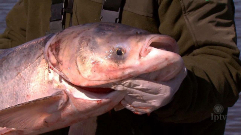 Image of a bighead carp.
