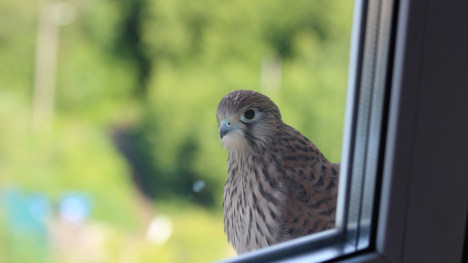 Image of bird sitting right outside a window.