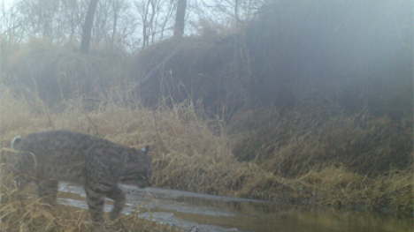 A bobcat hunting near a stream.
