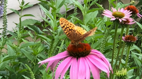 Image of butterfly on a flower.