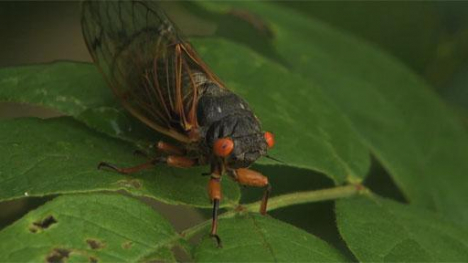 Image of cicada.