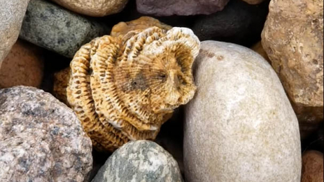 Image of fossil in rocks.