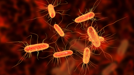 microscopic view of e coli bacteria